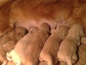 Goldendoodles Born February 2013 for sale|Goldendoodle Breeders In Iowa with Goldendoodle Puppies for sale|Goldendoodle Breeder